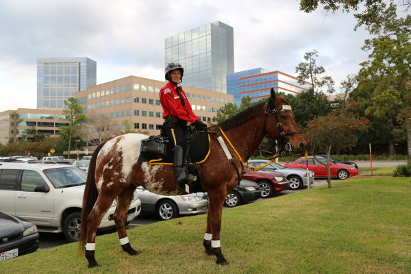 A Mounted Patrol Trooper in The Woodlands, Texas