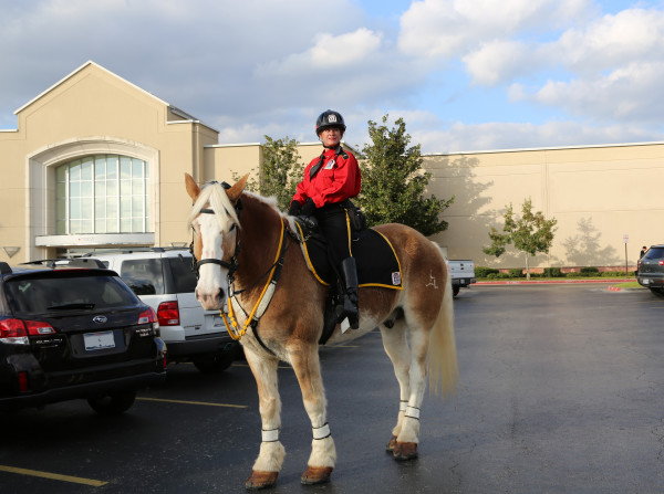 Rider and Horse